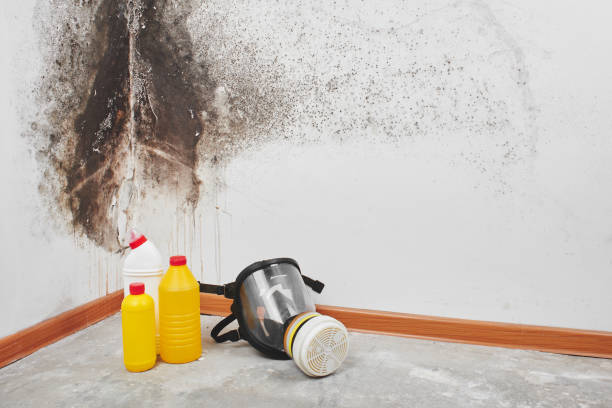 Best Basement Mold Remediation in Orangevale, CA