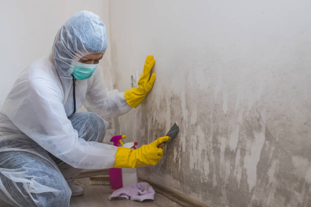 Reliable Orangevale, CA Mold Remediation Solutions